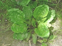 More Rugel's Plantain
