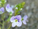 More American Speedwell