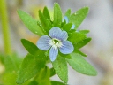 More Corn Speedwell