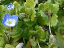 More Field Speedwell