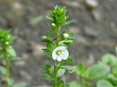 More Thyme-leaved Speedwell