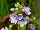 More Water Speedwell
