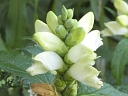 More Turtlehead