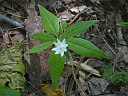 Starflower