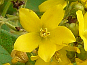 More Yellow Loosestrife