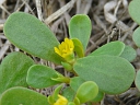 More Purslane