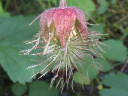Purple Avens