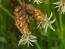 Softstem Bulrush