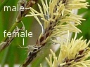 Pennsylvania Sedge