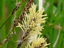 More Pennsylvania Sedge