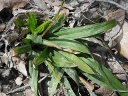 Plantainleaf Sedge