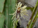 More Plantainleaf Sedge
