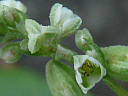 More Black Bindweed