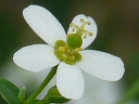 More Flowering Spurge
