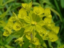 Spurge Family