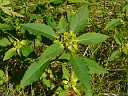 Toothed Spurge