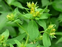 More St John's Wort