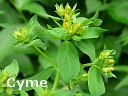 Common St. John's Wort