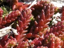 More Mossy Stonecrop