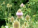 Teasel Family