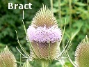 Wild Teasel