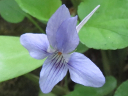 More Long-spurred Violet