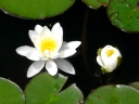 Water-lily Family