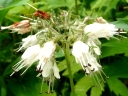 Virginia Waterleaf