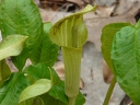 Jack-in-the-Pulpit