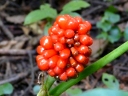 More Jack-in-the-Pulpit