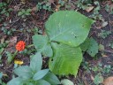 Jack-in-the-Pulpit