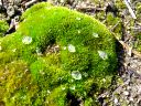 Fire Moss