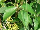 Poison Ivy