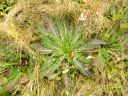 Wild Teasel