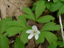 Wood Anemone