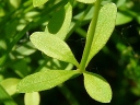 Bluntleaf Bedstraw