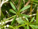 Smooth Bedstraw