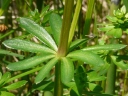 Cleavers
