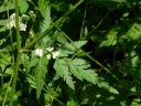 Japanese Hedge Parsley