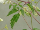 Spotted Water Hemlock