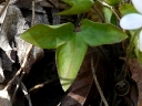 Sharp-lobed Hepatica