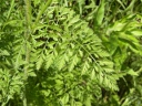 Queen Anne's Lace