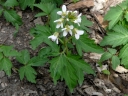 Large Toothwort