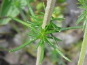 Yellow Bedstraw