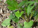 Kidney-leaf Buttercup