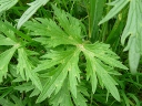 Tall Buttercup