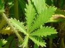 Rough-fruited Cinquefoil