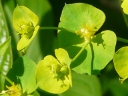 Leafy Spurge