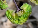 Early Meadow-rue