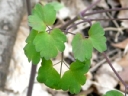 Early Meadow-rue